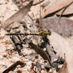 Austrogomphus guerini (Yellow-striped Hunter) at Paddys River, ACT - 27 Dec 2017 by SWishart