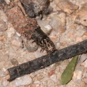 Lepidoscia (genus) IMMATURE at Paddys River, ACT - 27 Dec 2017