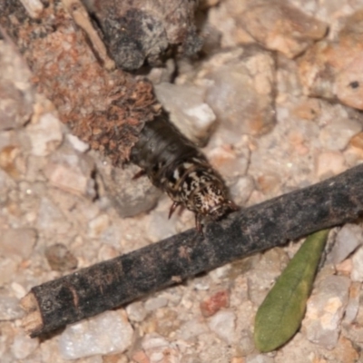 Lepidoscia (genus) IMMATURE (Unidentified Cone Case Moth larva, pupa, or case) at Paddys River, ACT - 27 Dec 2017 by SWishart