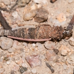 Lepidoscia (genus) IMMATURE at Paddys River, ACT - 27 Dec 2017