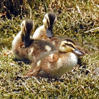 Anas superciliosa (Pacific Black Duck) at Jerrabomberra Wetlands - 30 Dec 2017 by RodDeb