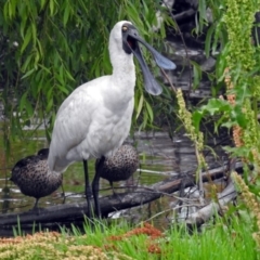 Platalea regia (Royal Spoonbill) at Fyshwick, ACT - 26 Dec 2017 by RodDeb