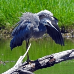 Egretta novaehollandiae (White-faced Heron) at Jerrabomberra Wetlands - 30 Dec 2017 by RodDeb