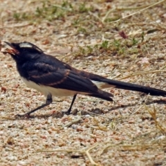 Rhipidura leucophrys (Willie Wagtail) at Jerrabomberra Wetlands - 26 Dec 2017 by RodDeb