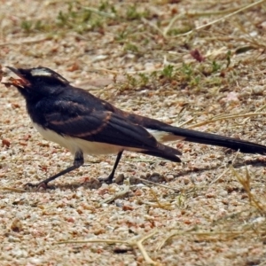 Rhipidura leucophrys at Fyshwick, ACT - 26 Dec 2017 11:20 AM