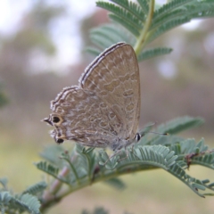 Jalmenus icilius (Amethyst Hairstreak) at Point Hut Hill - 28 Dec 2017 by MatthewFrawley