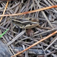 Phaulacridium vittatum (Wingless Grasshopper) at Fadden, ACT - 31 Dec 2017 by RodDeb