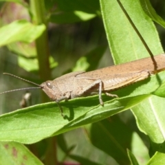 Goniaea sp. (genus) (A gumleaf grasshopper) at Tidbinbilla Nature Reserve - 26 Dec 2017 by Christine