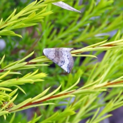 Mataeomera mesotaenia (Large Scale Moth) at Macarthur, ACT - 31 Dec 2017 by RodDeb