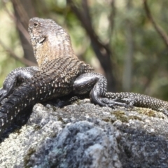 Egernia cunninghami (Cunningham's Skink) at Paddys River, ACT - 26 Dec 2017 by Christine