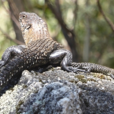 Egernia cunninghami (Cunningham's Skink) at Paddys River, ACT - 26 Dec 2017 by Christine