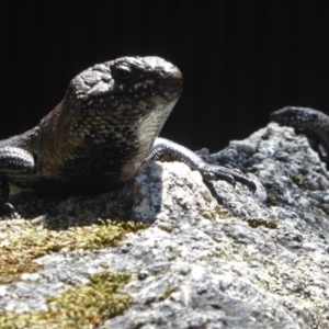 Egernia cunninghami at Paddys River, ACT - 27 Dec 2017