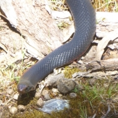 Pseudechis porphyriacus (Red-bellied Black Snake) at Tidbinbilla Nature Reserve - 26 Dec 2017 by Christine