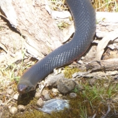 Pseudechis porphyriacus (Red-bellied Black Snake) at Paddys River, ACT - 27 Dec 2017 by Christine