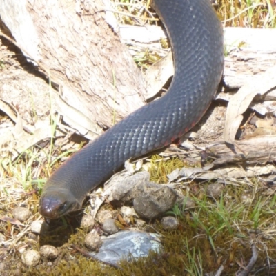 Pseudechis porphyriacus (Red-bellied Black Snake) at Paddys River, ACT - 27 Dec 2017 by Christine