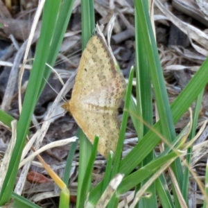 Scopula rubraria at Macarthur, ACT - 31 Dec 2017 04:35 PM