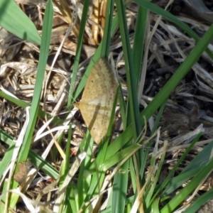 Scopula rubraria at Macarthur, ACT - 31 Dec 2017