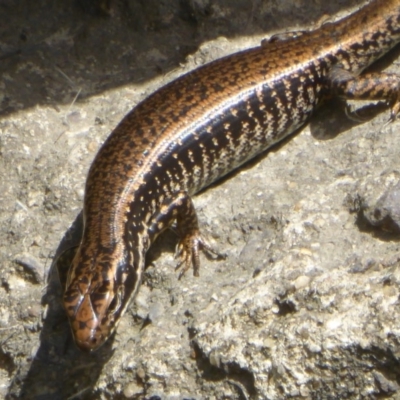 Eulamprus heatwolei (Yellow-bellied Water Skink) at Paddys River, ACT - 27 Dec 2017 by Christine