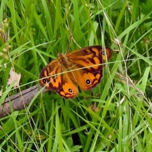 Heteronympha merope at Paddys River, ACT - 28 Dec 2017