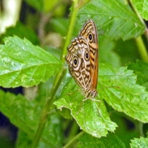 Geitoneura acantha at Paddys River, ACT - 28 Dec 2017