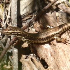 Eulamprus heatwolei (Yellow-bellied Water Skink) at Paddys River, ACT - 27 Dec 2017 by Christine