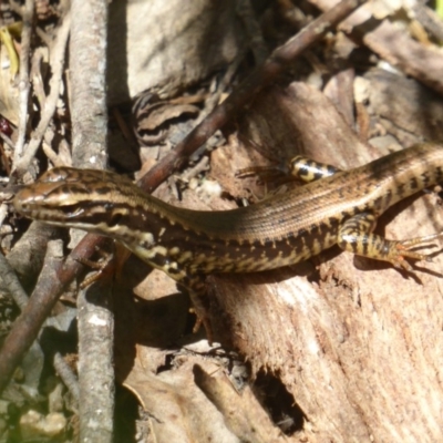 Eulamprus heatwolei (Yellow-bellied Water Skink) at Paddys River, ACT - 26 Dec 2017 by Christine