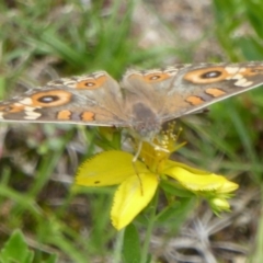 Junonia villida (Meadow Argus) at Paddys River, ACT - 26 Dec 2017 by Christine