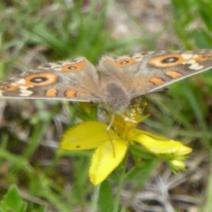 Junonia villida at Paddys River, ACT - 27 Dec 2017