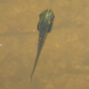 Limnodynastes tasmaniensis at Paddys River, ACT - 27 Dec 2017