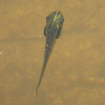 Limnodynastes tasmaniensis (Spotted Grass Frog) at Paddys River, ACT - 27 Dec 2017 by Christine