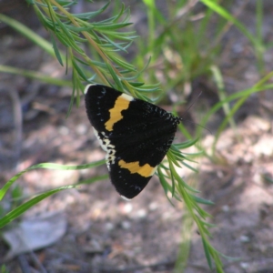 Eutrichopidia latinus at Kambah, ACT - 27 Dec 2017