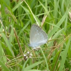 Zizina otis (Common Grass-Blue) at Tidbinbilla Nature Reserve - 26 Dec 2017 by Christine