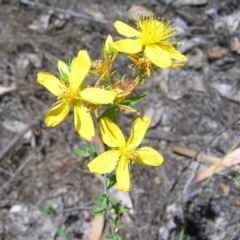 Hypericum perforatum (St John's Wort) at Mount Taylor - 26 Dec 2017 by MatthewFrawley