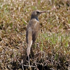 Acrocephalus australis (Australian Reed-Warbler) at Jerrabomberra Wetlands - 1 Jan 2018 by RodDeb