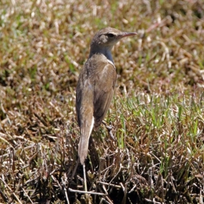 Acrocephalus australis (Australian Reed-Warbler) at Fyshwick, ACT - 1 Jan 2018 by RodDeb