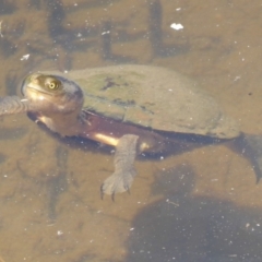 Chelodina longicollis (Eastern Long-necked Turtle) at Tidbinbilla Nature Reserve - 26 Dec 2017 by Christine