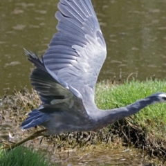 Egretta novaehollandiae (White-faced Heron) at Fyshwick, ACT - 31 Dec 2017 by RodDeb