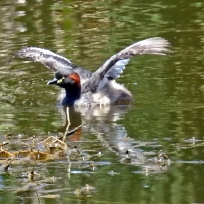 Tachybaptus novaehollandiae (Australasian Grebe) at Jerrabomberra Wetlands - 1 Jan 2018 by RodDeb