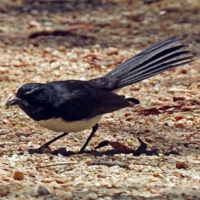 Rhipidura leucophrys (Willie Wagtail) at Jerrabomberra Wetlands - 1 Jan 2018 by RodDeb