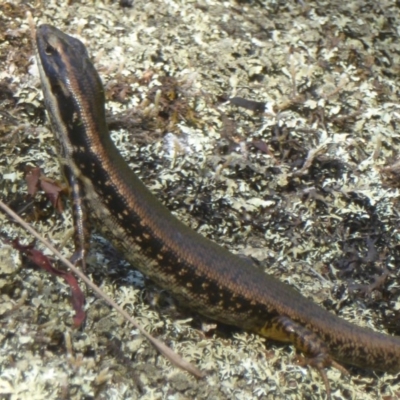 Eulamprus heatwolei (Yellow-bellied Water Skink) at Paddys River, ACT - 26 Dec 2017 by Christine