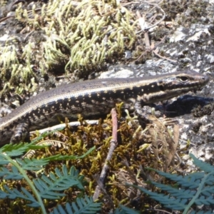 Eulamprus heatwolei at Paddys River, ACT - 27 Dec 2017 12:00 AM