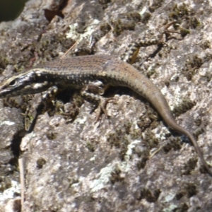 Eulamprus heatwolei at Paddys River, ACT - 27 Dec 2017 12:00 AM