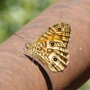 Geitoneura acantha at Paddys River, ACT - 27 Dec 2017