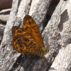 Geitoneura acantha at Paddys River, ACT - 27 Dec 2017