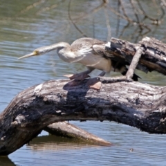 Anhinga novaehollandiae (Australasian Darter) at Fyshwick, ACT - 1 Jan 2018 by RodDeb