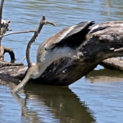 Anhinga novaehollandiae at Fyshwick, ACT - 1 Jan 2018 12:09 PM