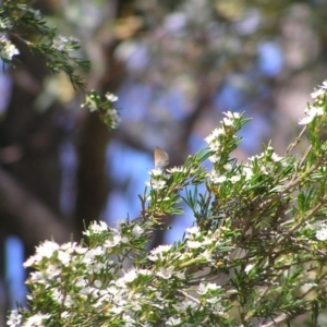 Nacaduba biocellata at Kambah, ACT - 27 Dec 2017