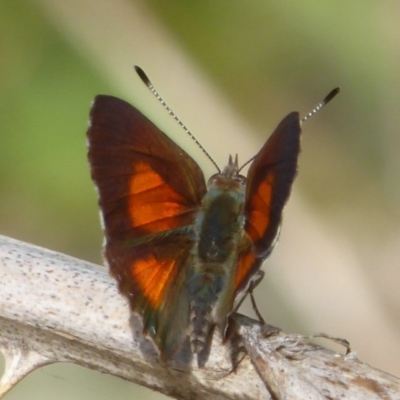 Paralucia aurifera (Bright Copper) at Paddys River, ACT - 26 Dec 2017 by Christine