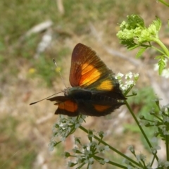 Paralucia aurifera at Paddys River, ACT - 27 Dec 2017