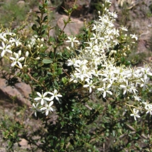 Bursaria spinosa at Kambah, ACT - 27 Dec 2017